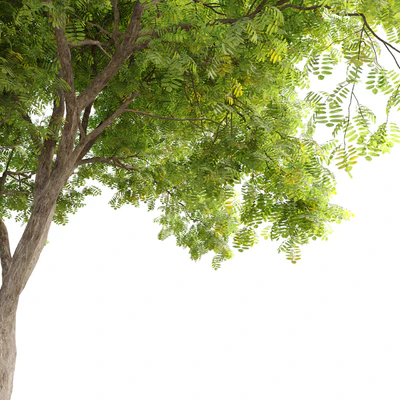 Honey locust (Gleditsia triacanthos) — Вид 2