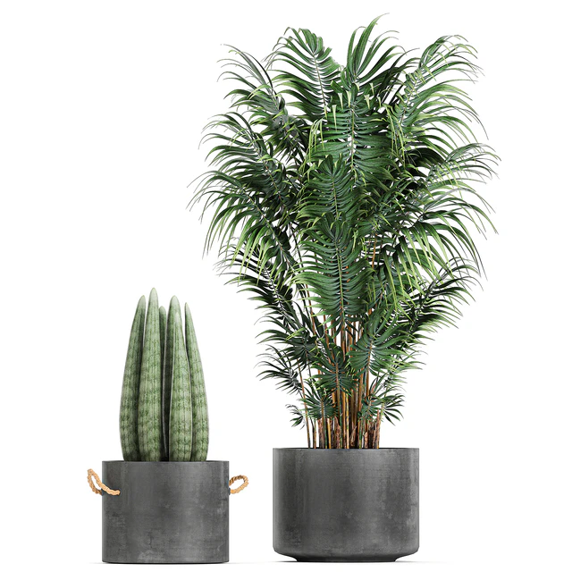 Collection of plants in concrete pots with Strelitzia, palm, Sansevieria. Set 754. — Descargar