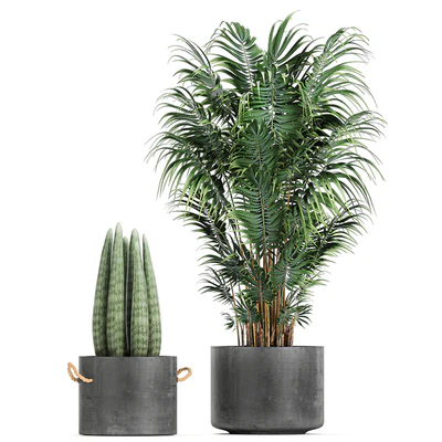 Collection of plants in concrete pots with Strelitzia, palm, Sansevieria. Set 754. — Ver 3