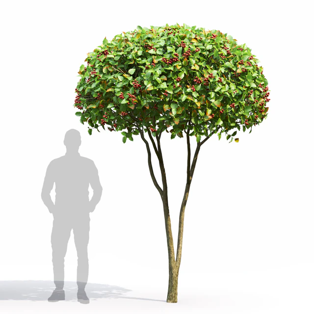 Crataegus — Скачать