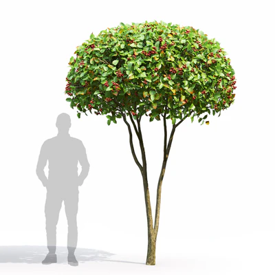 Crataegus — Вид 3