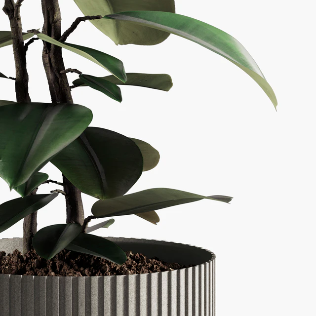 Indoor Plants Set 08 — Descargar