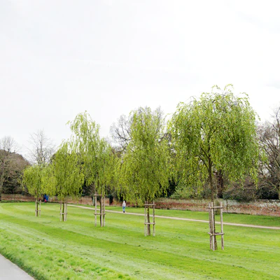 Weeping willow 4 — Вид 3