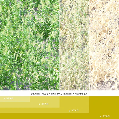 Vegetable garden | Kitchen garden.vol 4 — Ver 3