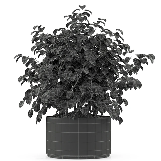 Plants collection 246 — Скачать
