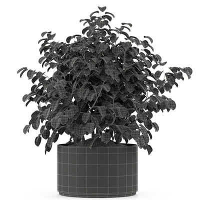 Plants collection 246 — Вид 3
