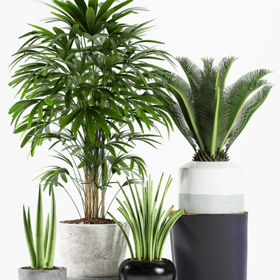 PLANTS 173 — Ver 2