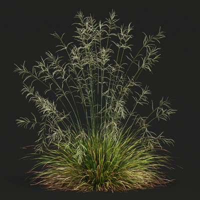HQ Plants Stipa arundinacea Sweet Grass — Ver 3