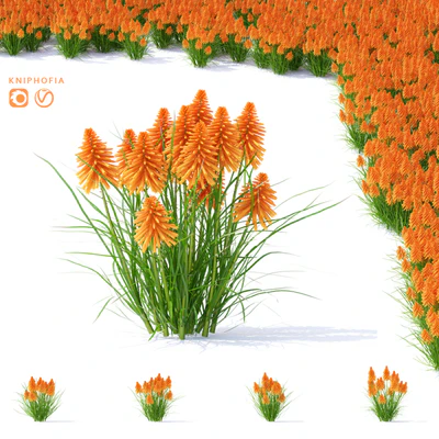 Knifofia flowers | Kniphofia — Ver 1
