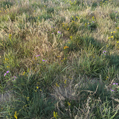 Autumn grass — Ver 4