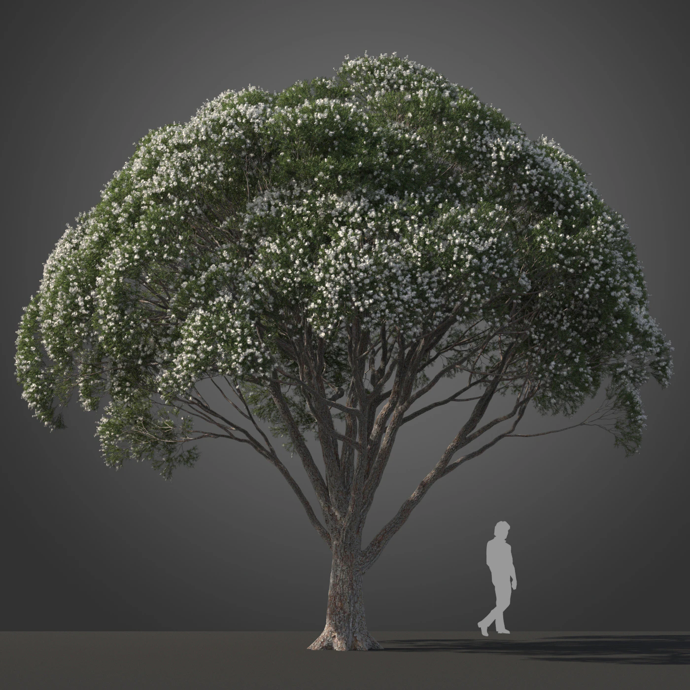 subtropical trees 009 — Скачать
