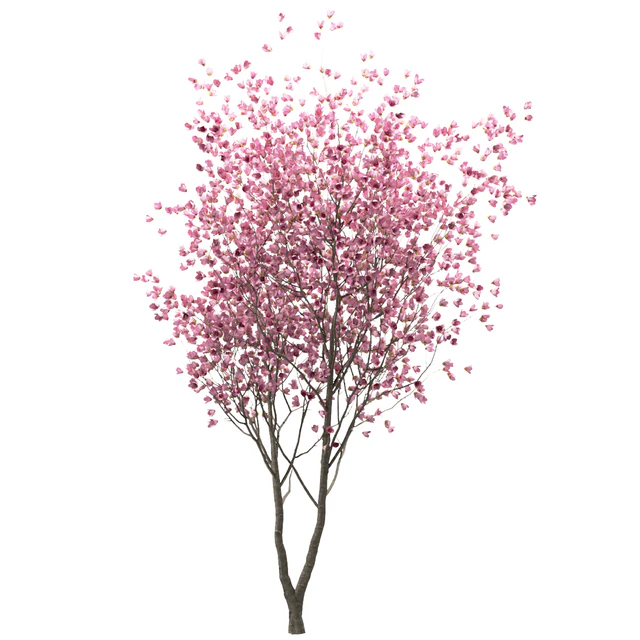 Set of Chinese Magnolia Trees (Saucer Magnolia) (3 Trees) — Descargar