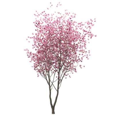 Set of Chinese Magnolia Trees (Saucer Magnolia) (3 Trees) — Ver 3