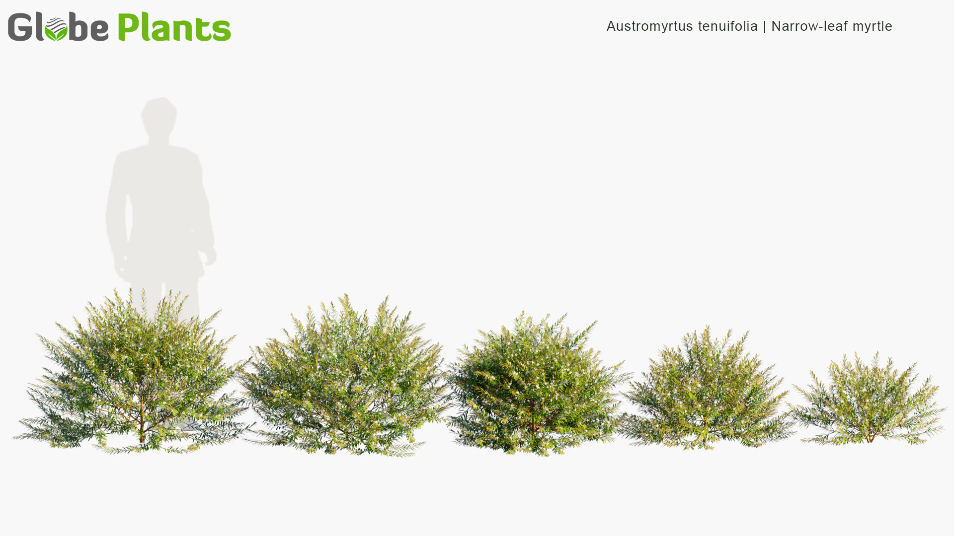 austromyrtus tenuifolia — Download