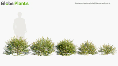 austromyrtus tenuifolia — download