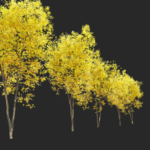 Fraxinus pennsylvanica (Ash tree) — Descargar