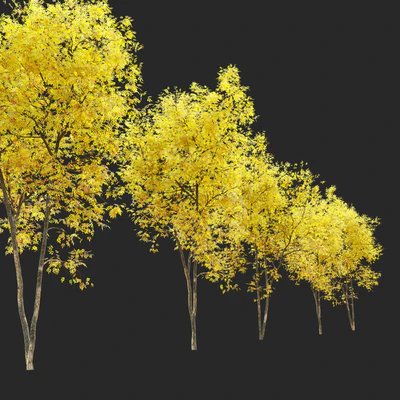 Fraxinus pennsylvanica (Ash tree) — Ver 3