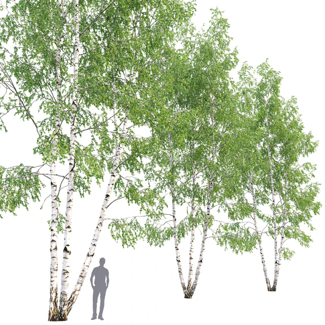 Birch — Скачать