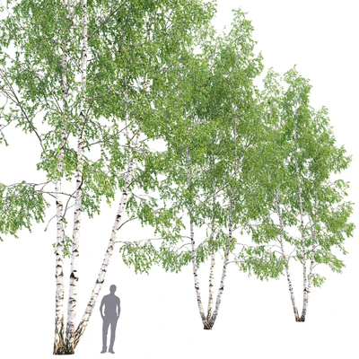 Birch — Вид 3