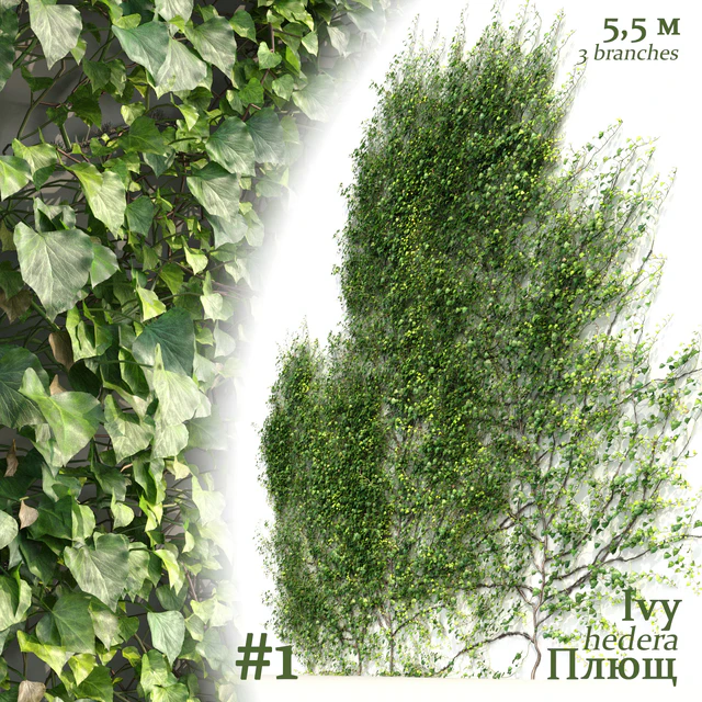 Плющ / Ivy / Hedera #1 — Скачать