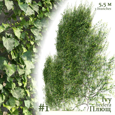 Плющ / Ivy / Hedera #1 — Вид 1