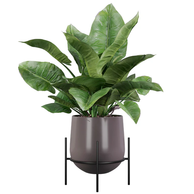 Philodendron imperial green — Скачать
