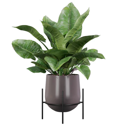 Philodendron imperial green — Вид 1
