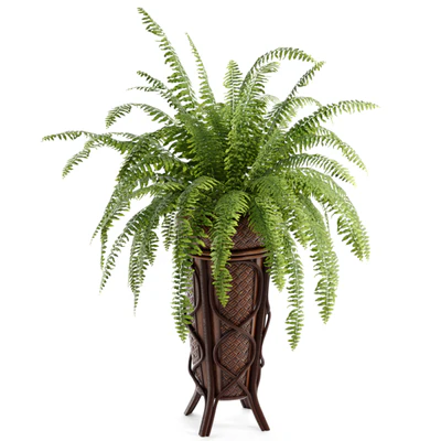 Boston Fern — Вид 2
