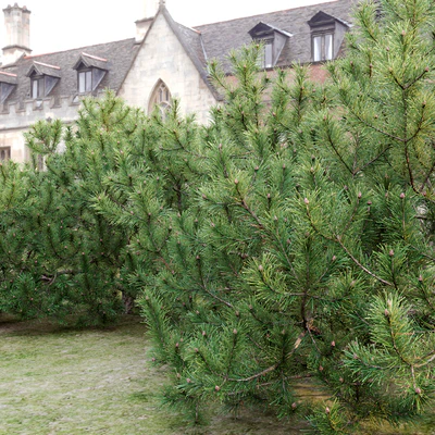 Pine — Ver 3