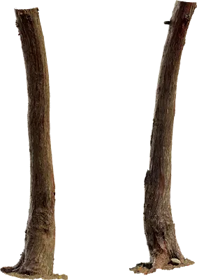 japanese cedar tree trunk 001 — Descargar