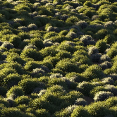 Round grass — Вид 6