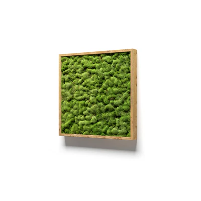 Framed moss — Ver 2