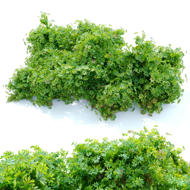 Schefflera bush — Скачать