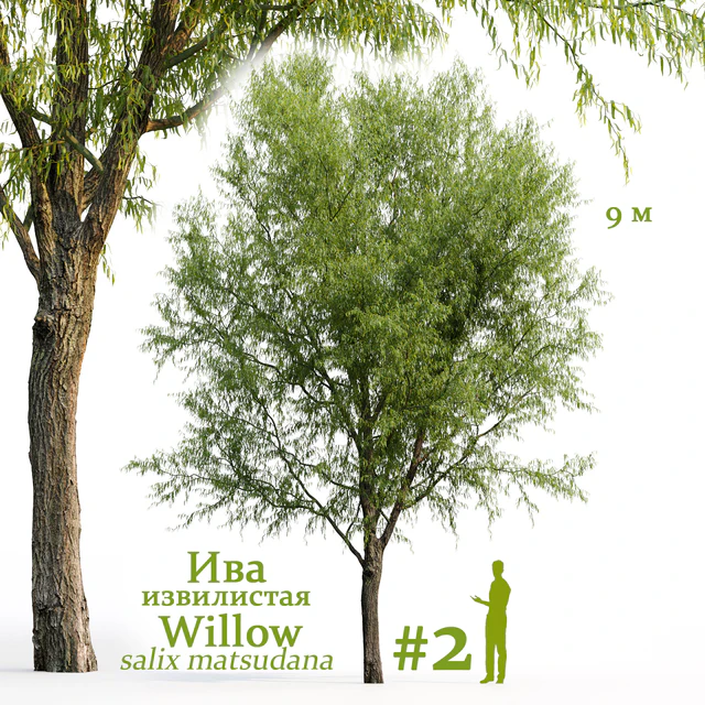 Willow / Salix matsudana #2 — Download