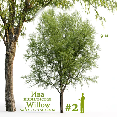 Willow / Salix matsudana #2 — View 1