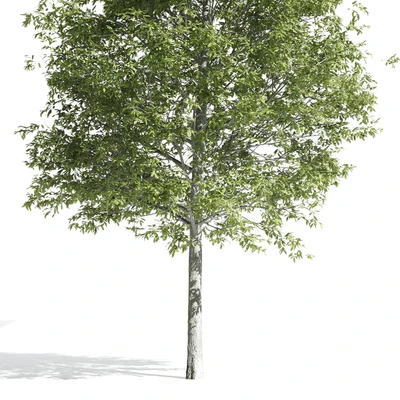 High quality OAK-Tree — Ver 4