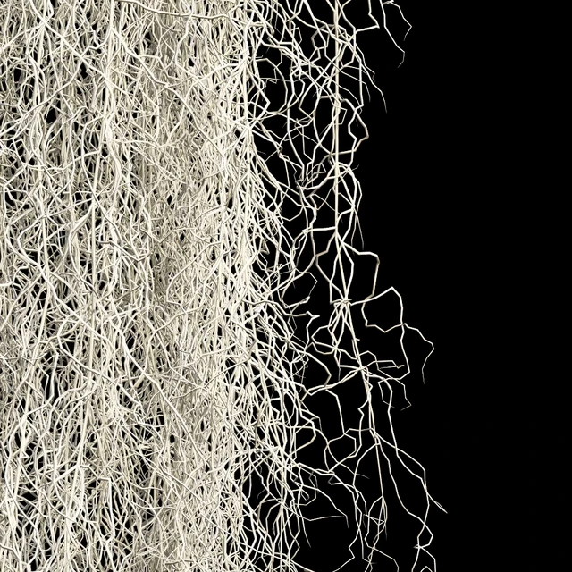 Spanish moss — Скачать