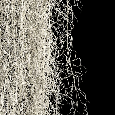 Spanish moss — Вид 3
