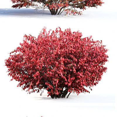 Euonymus — View 2