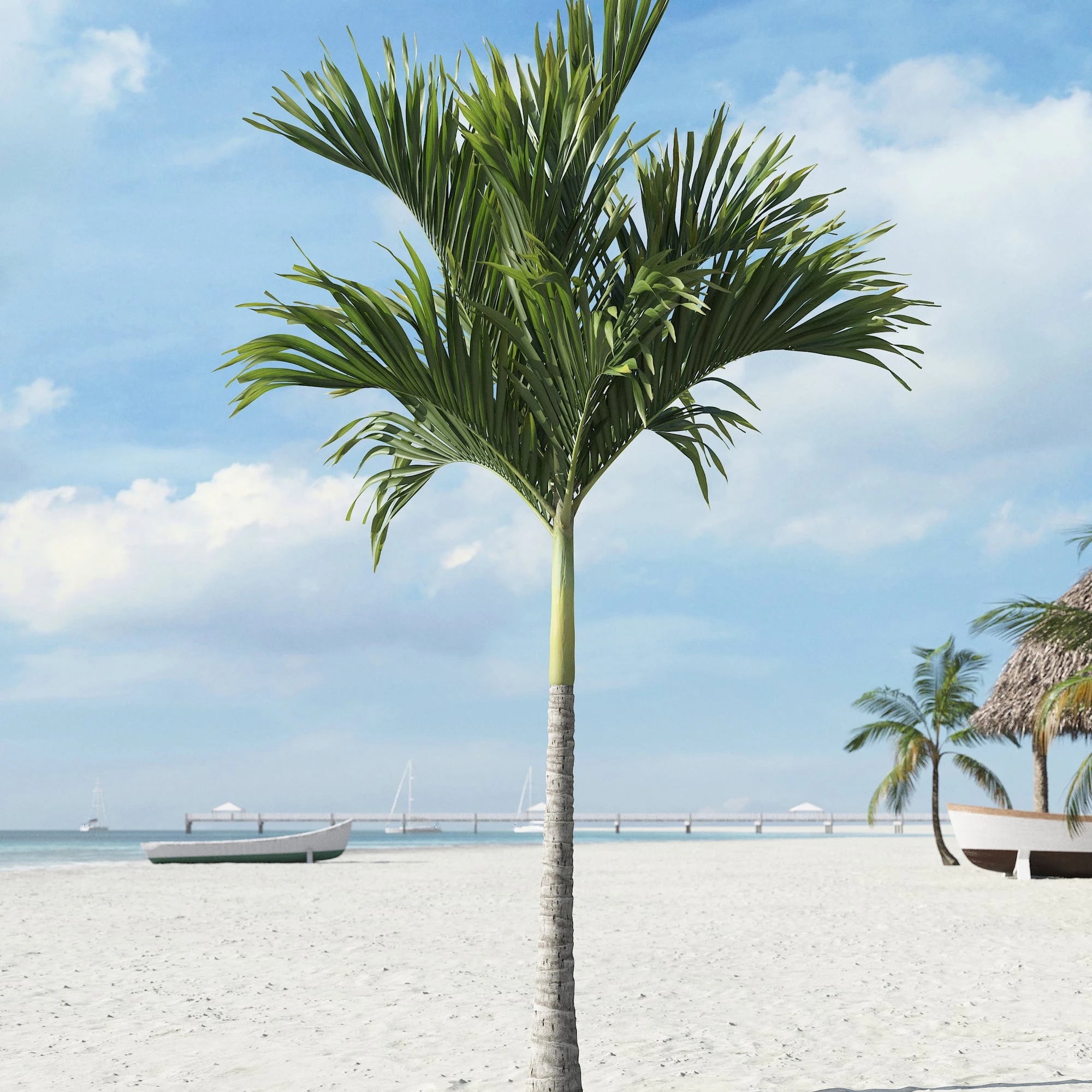 palm trees 005 — Descargar
