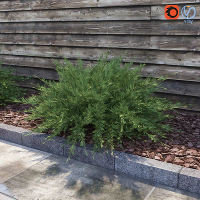 Juniperus Sabina (Juniperus sabina) — Ver 1