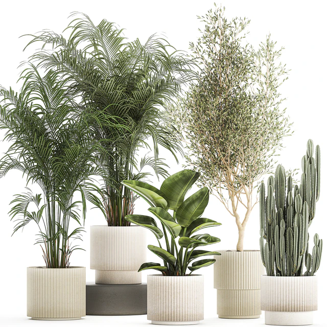 Collection of plants in modern white pots with small indoor lush palm trees Howea, olive tree, cactus, strelitzia. Set 1368. — Descargar