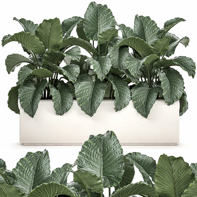 Exotic decorative lush thickets of Alchemy bushes in a white pot flowerbed. Set 507. — Descargar