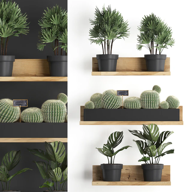 Vertical gardening. 51, Shelf with flowers, cactus, monstera, rapis, palm tree, Barrel cactus, round cactus, eco design, Raphis Palm — Descargar