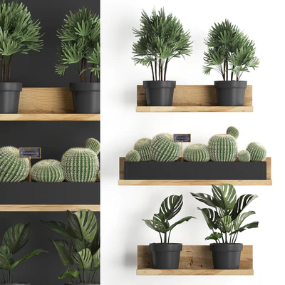 Vertical gardening. 51, Shelf with flowers, cactus, monstera, rapis, palm tree, Barrel cactus, round cactus, eco design, Raphis Palm — Ver 1