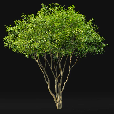 Amelanchier — Вид 3