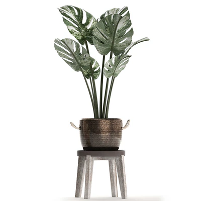 Collection of small plants in modern stylish glossy pots rattan baskets with Monstera variegated, luxury. Set 450. — Ver 4
