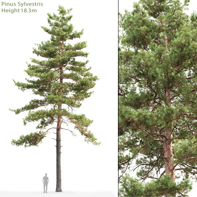 Pine — Скачать