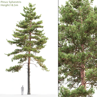 Pine — Вид 1