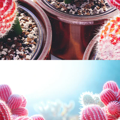 Red Cactus — Ver 2